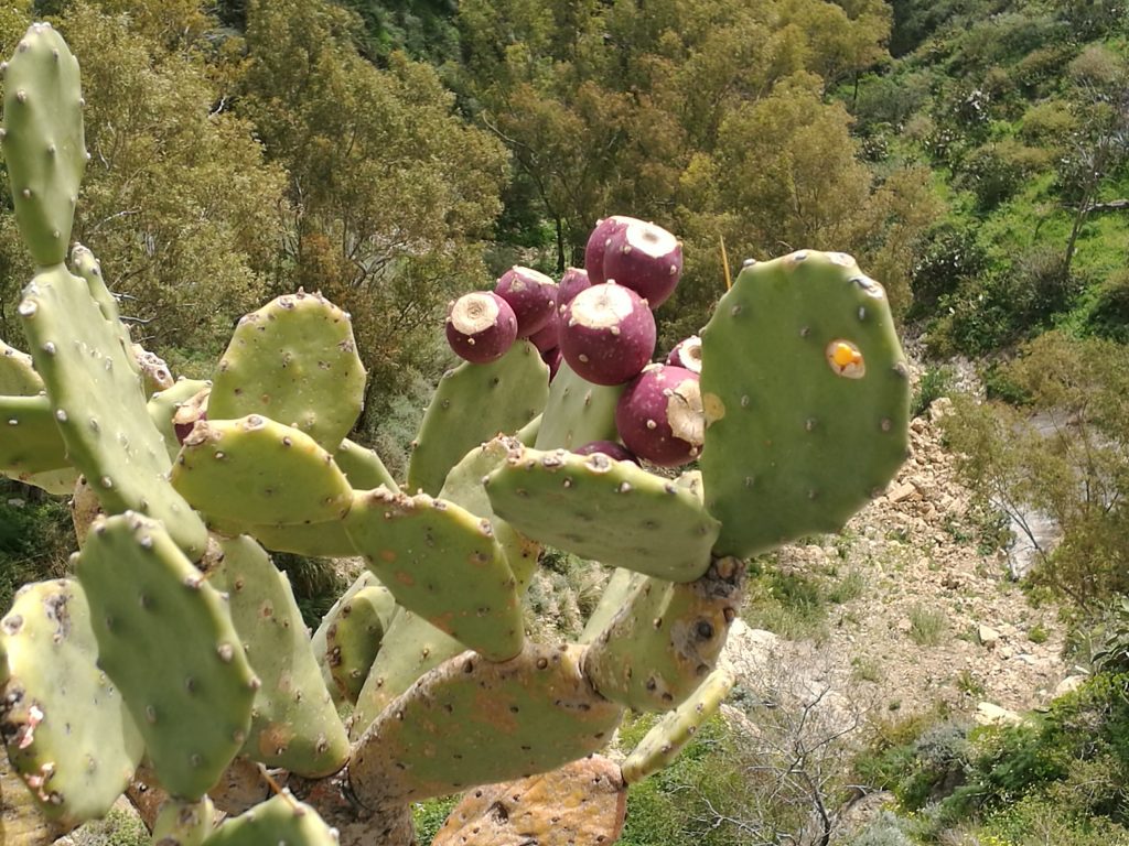 Day Trip to Taormina